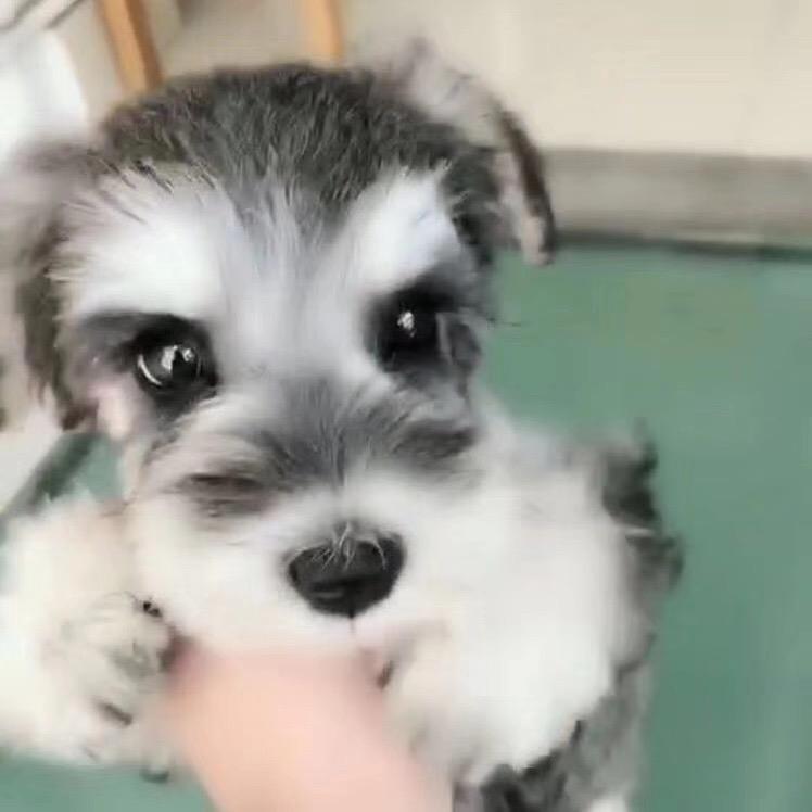 我的雪纳瑞叫妹妹