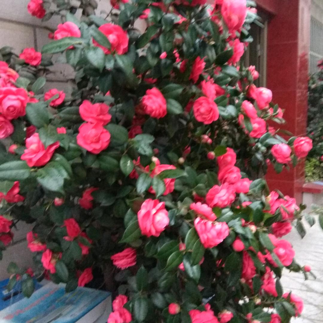 毛毛