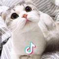 只吃肉的猫