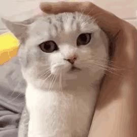 托儿索
