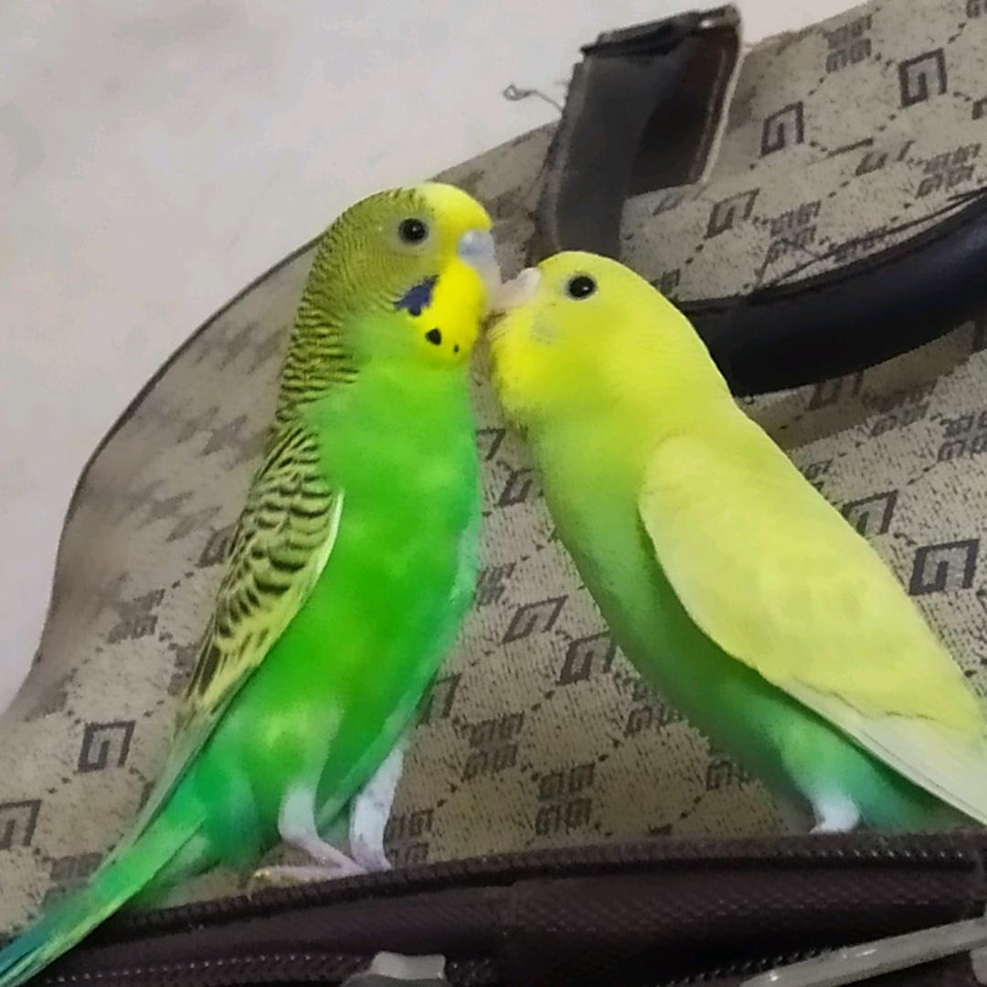 鹦鹉君🦜🦜🦜