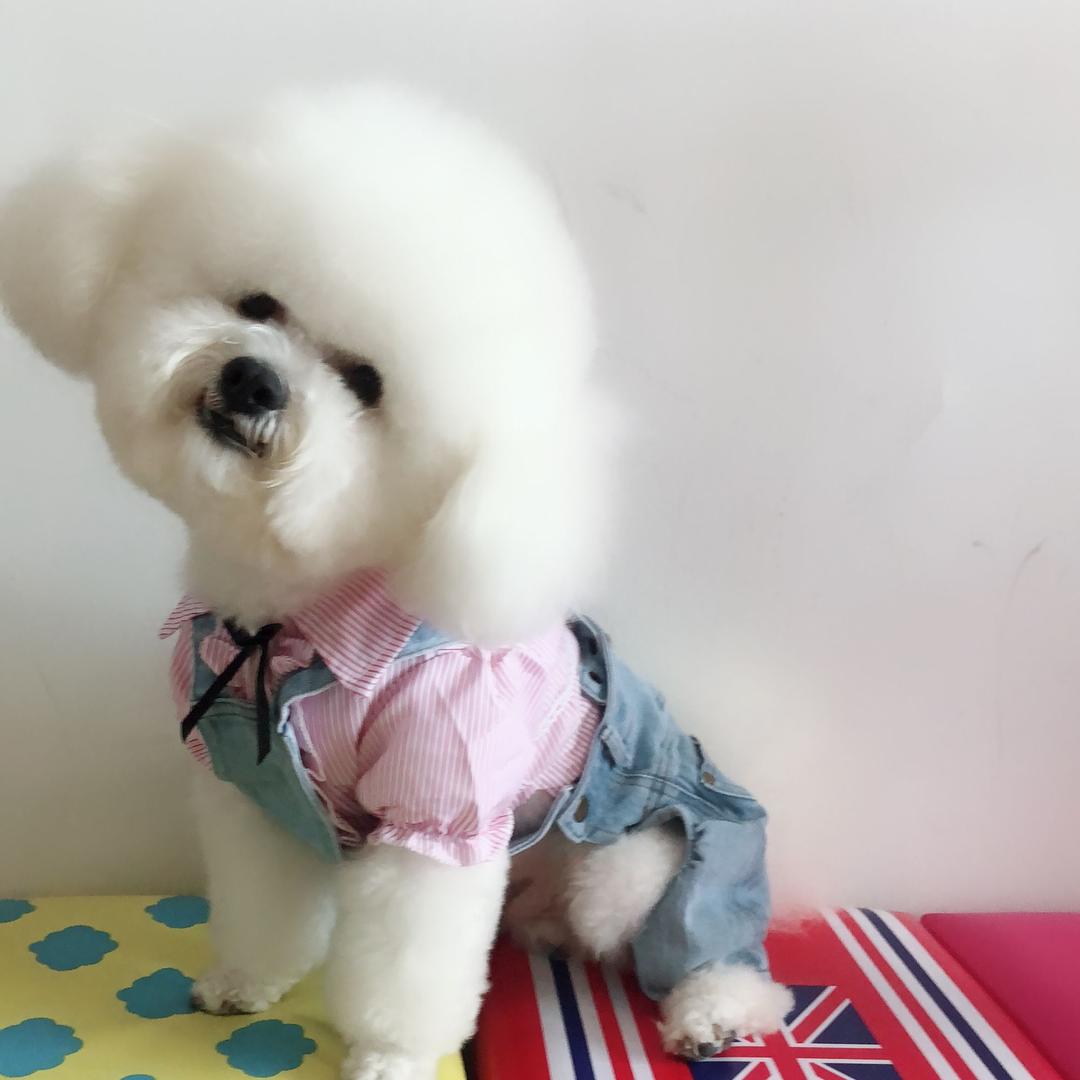 比熊，王可乐