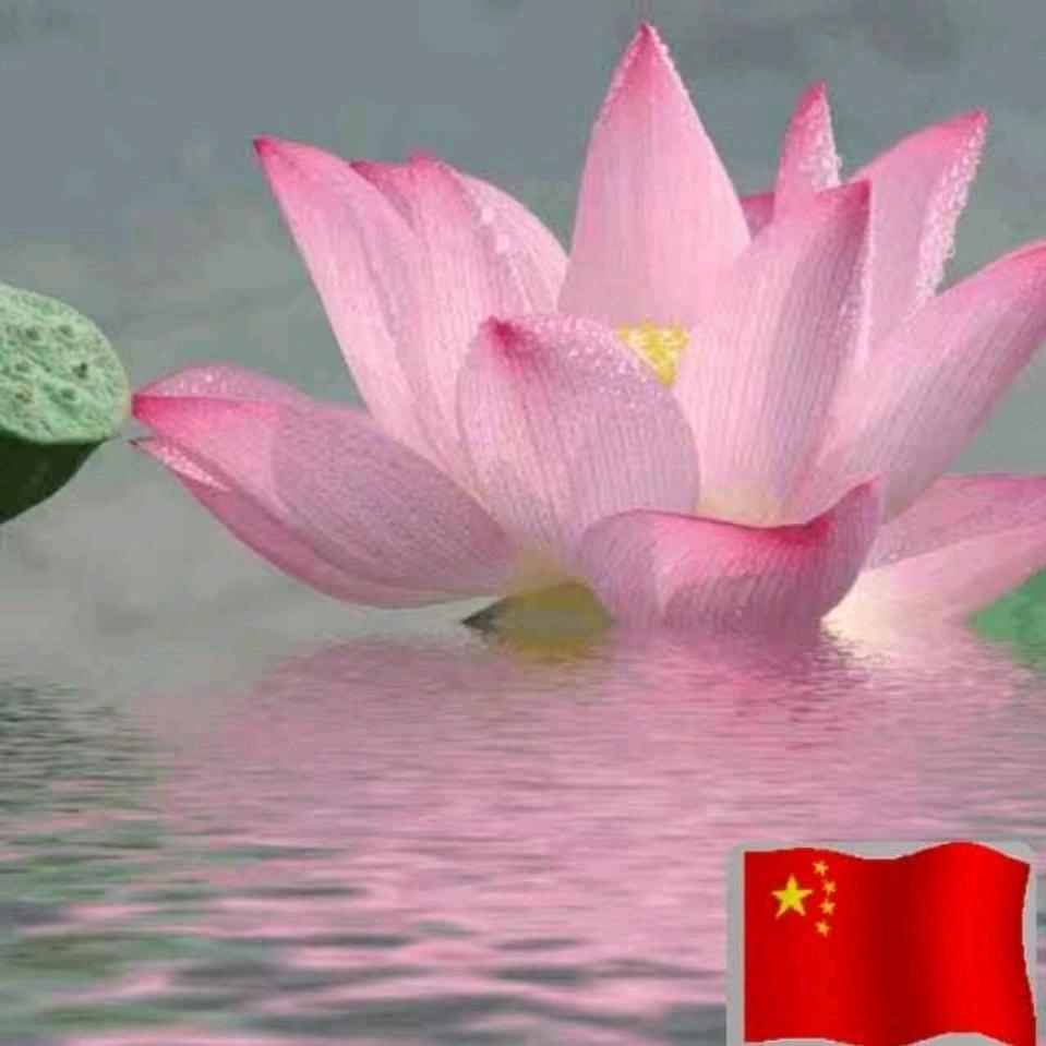 阿莲