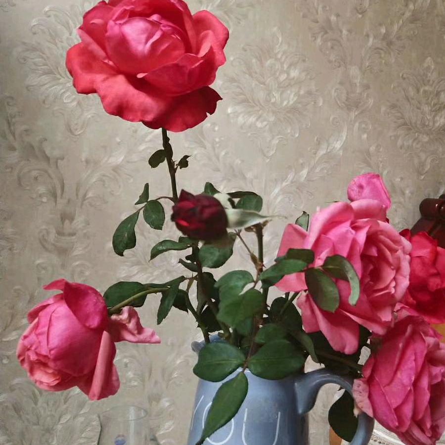 面朝大海春暖花开