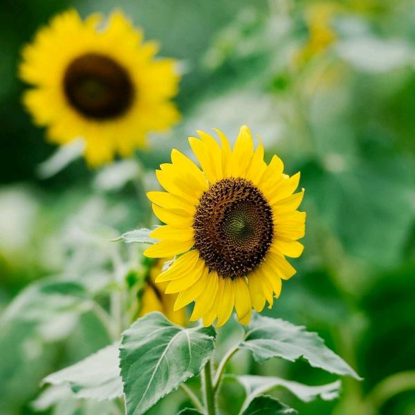 陈（68年的🐵）