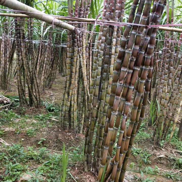 乘风破浪╭(╯ε╰)╮