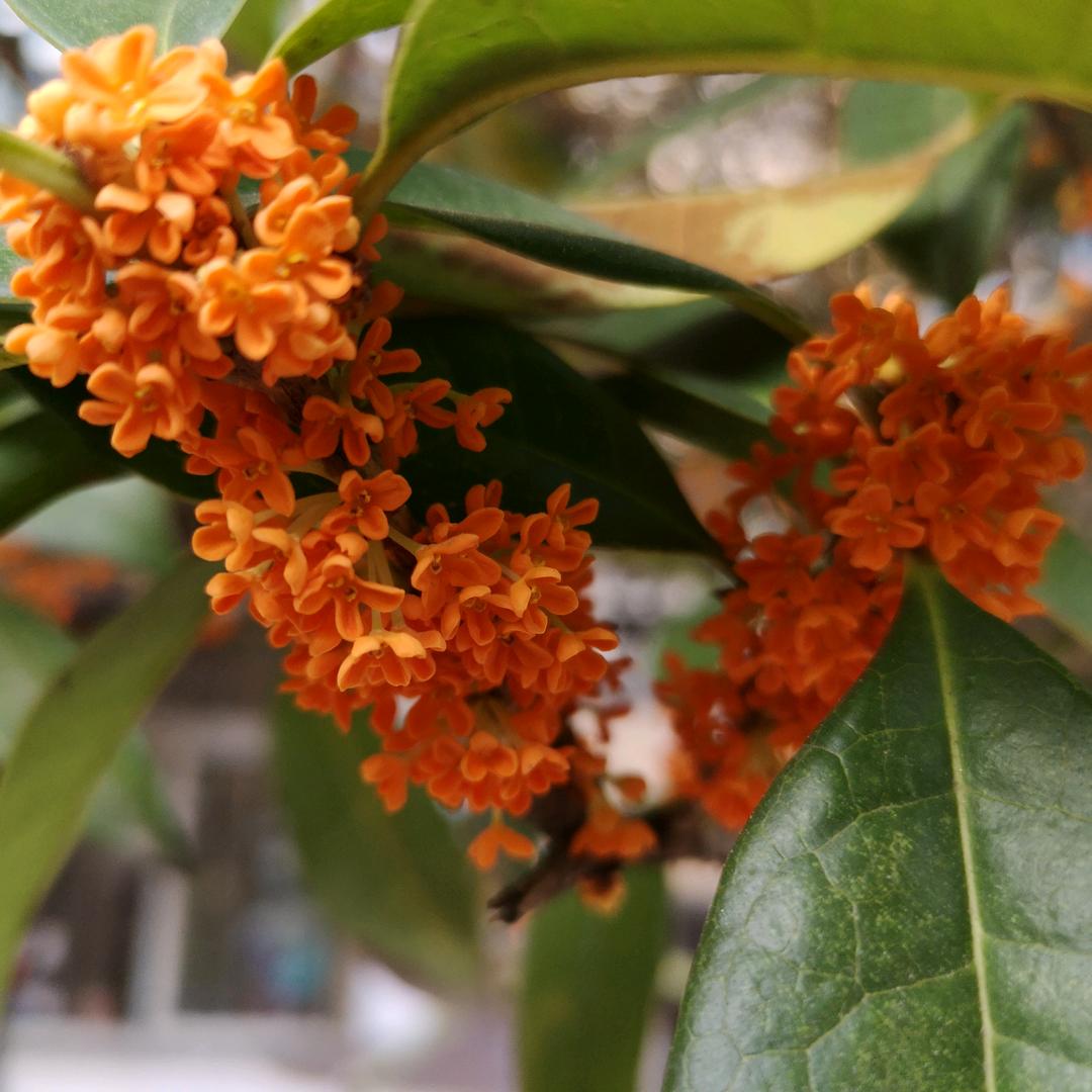 桂花树农户直销