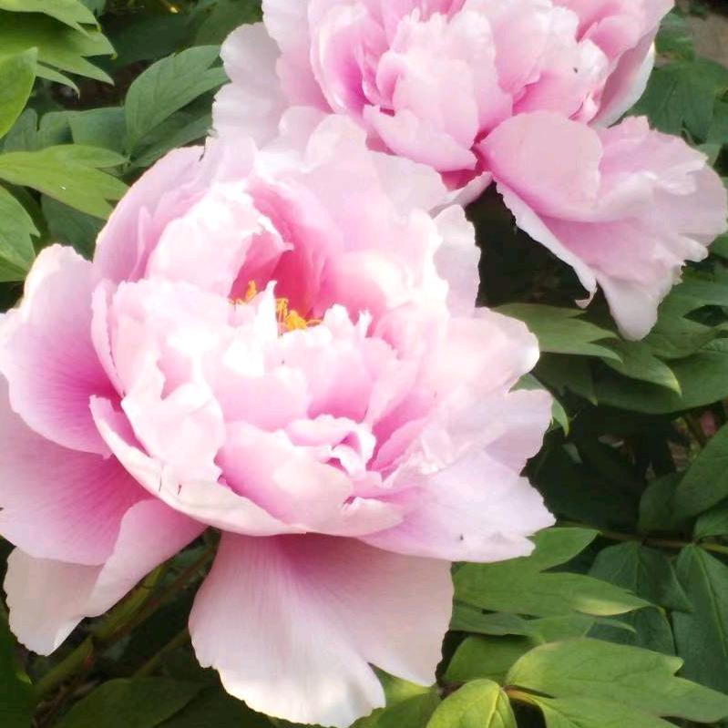 芊泽