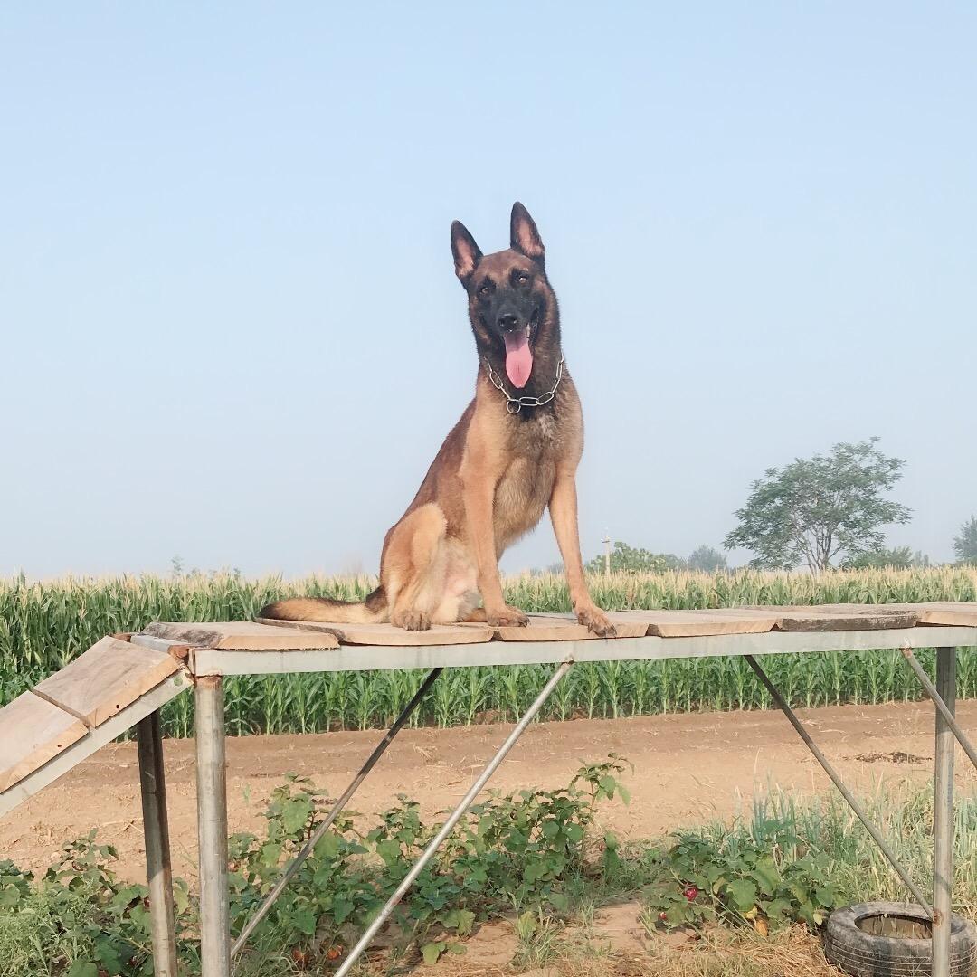 A山西运城伟仔训犬基地，招学徒