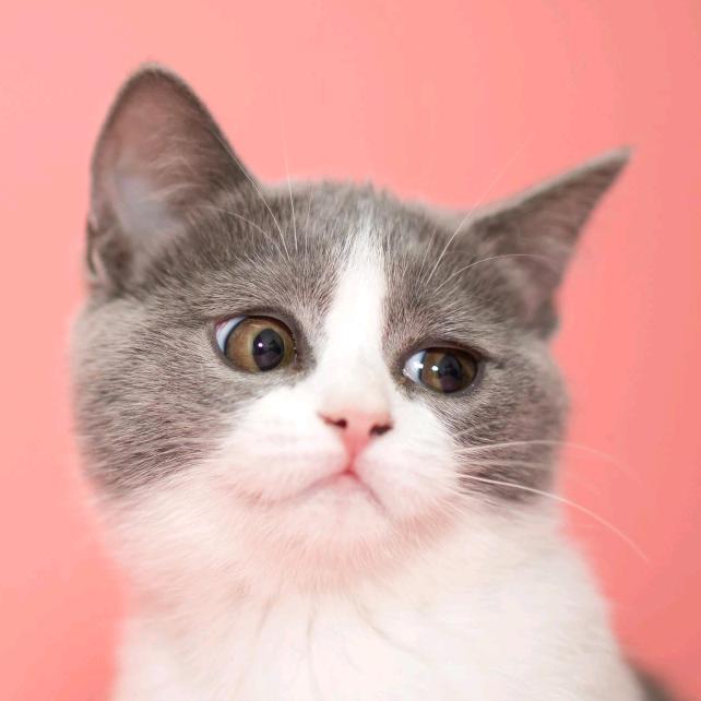 猫哥，