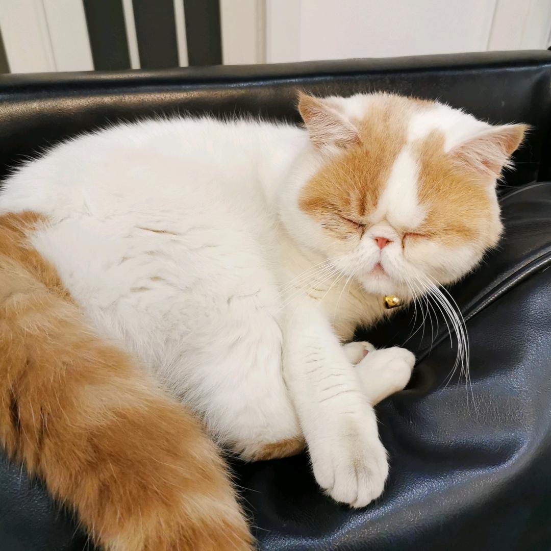 棉花糖和跳跳糖