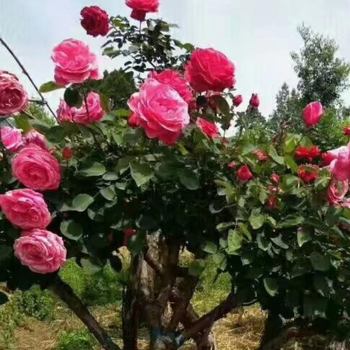 南阳伟润月季种植有限公司