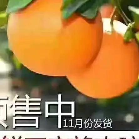 牛牛