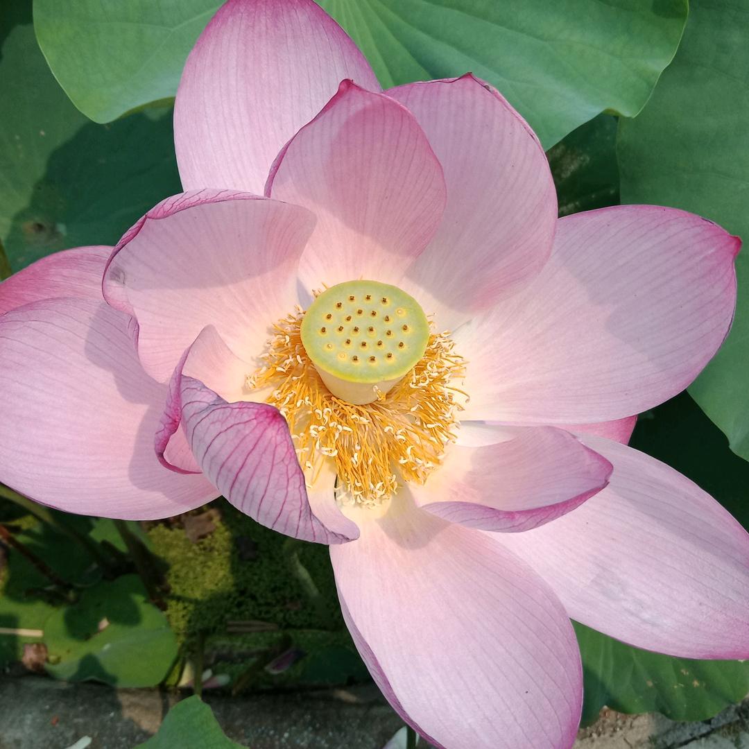 迎春花