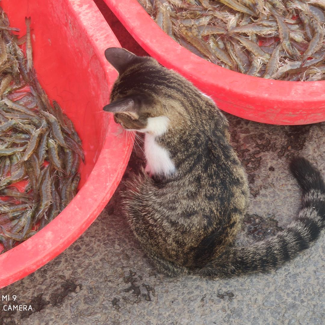 想吃猫的虾
