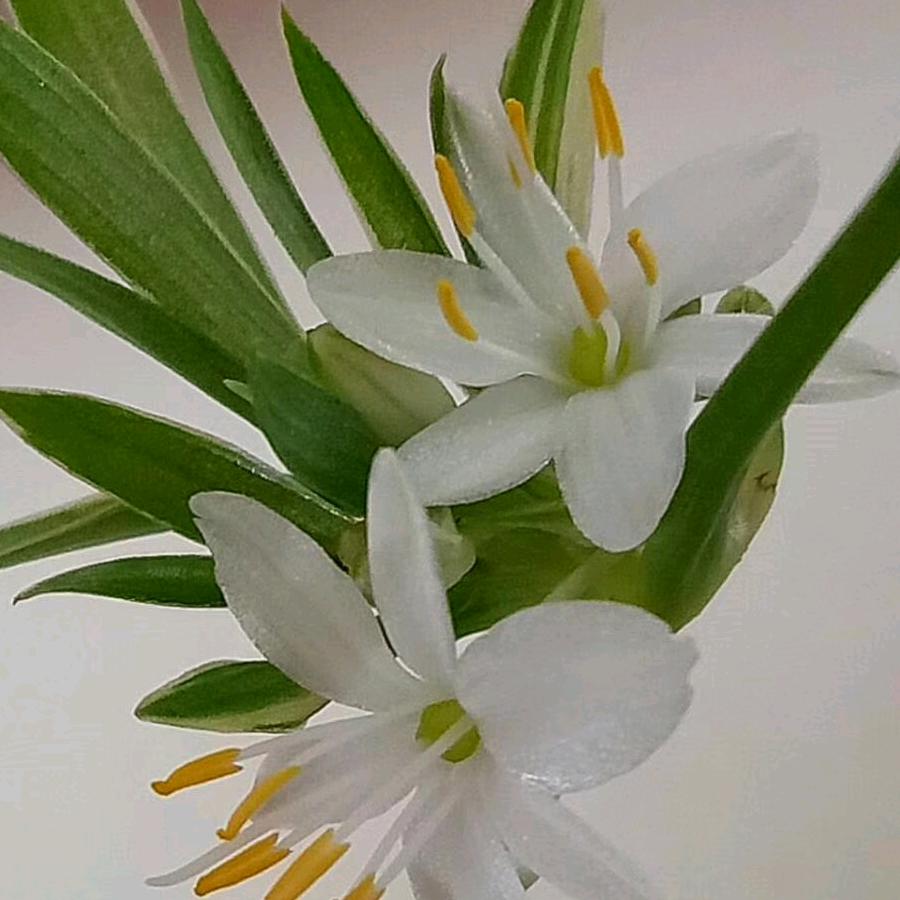 冷颜冰洁