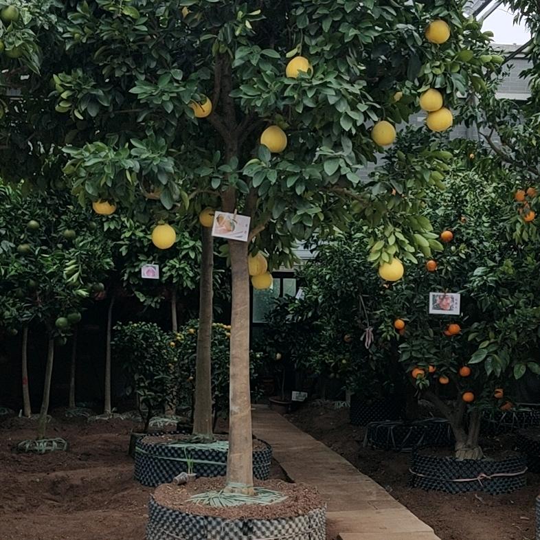 金华市郑池园艺