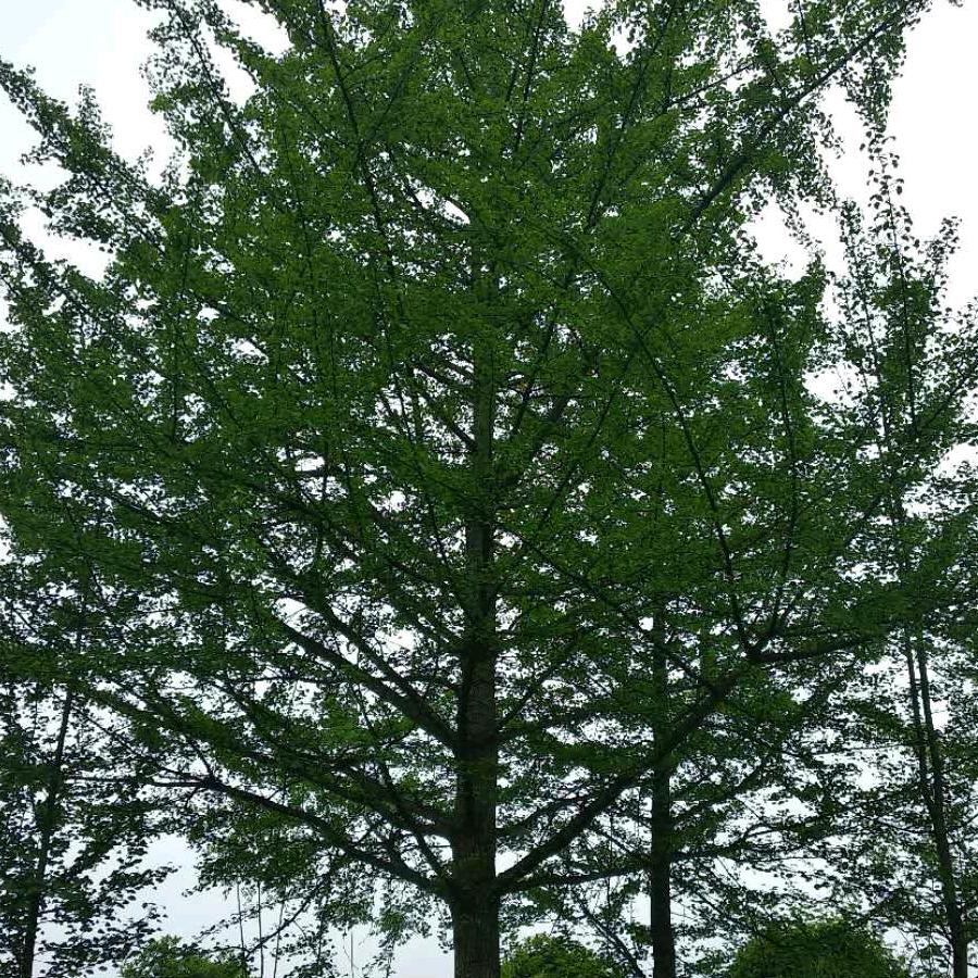 天造山水，我做园林