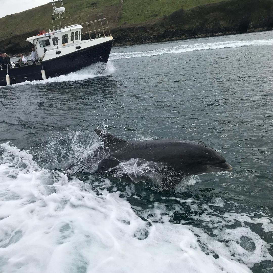 Dolphin🐬