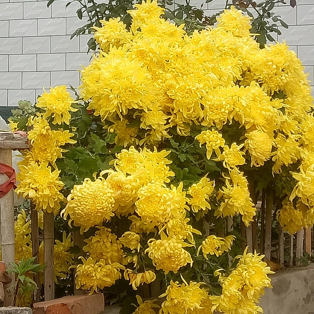 一帆风顺