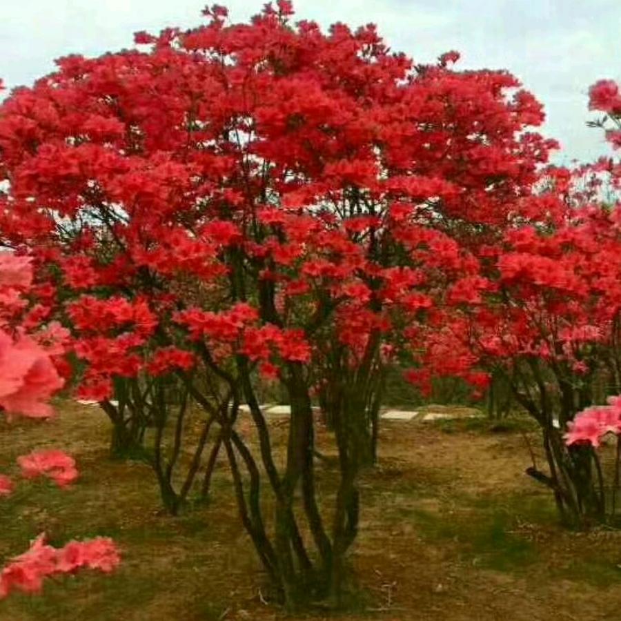 满花村映山红园艺