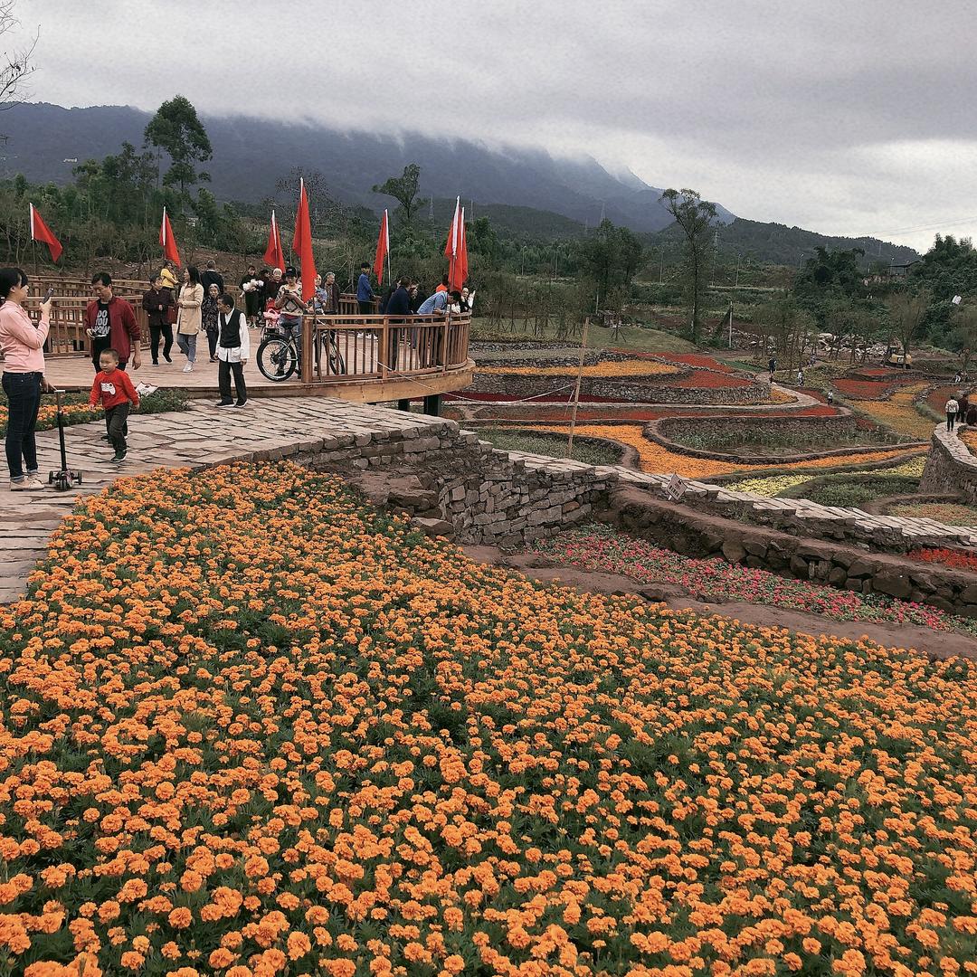 @铜梁鼎鼎香肥肠鸡