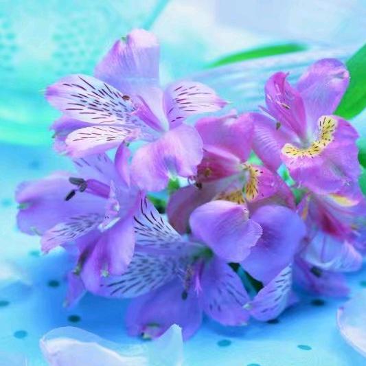 💞ღ᭄汪ঞ᭄༊💞