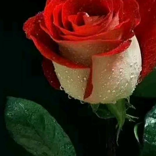 俏大嫂高产套餐西姜寨分店