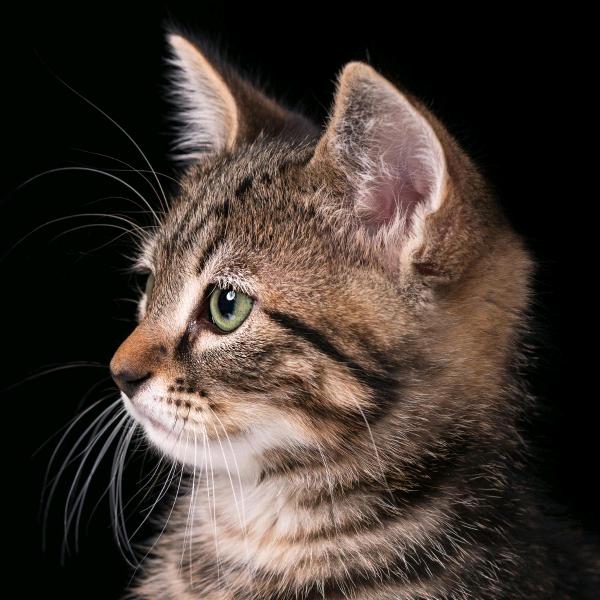 小可爱猫咪