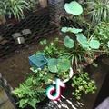 楠楠