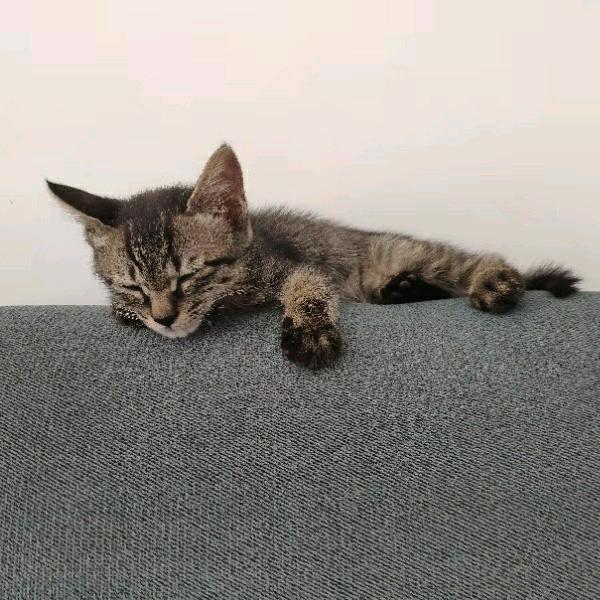 一起来吸猫
