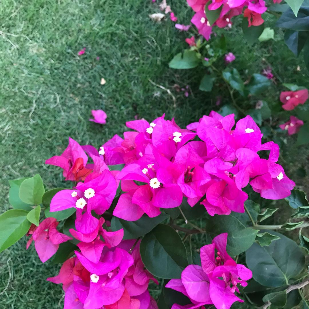 小红红