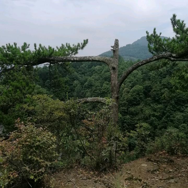 阿卫