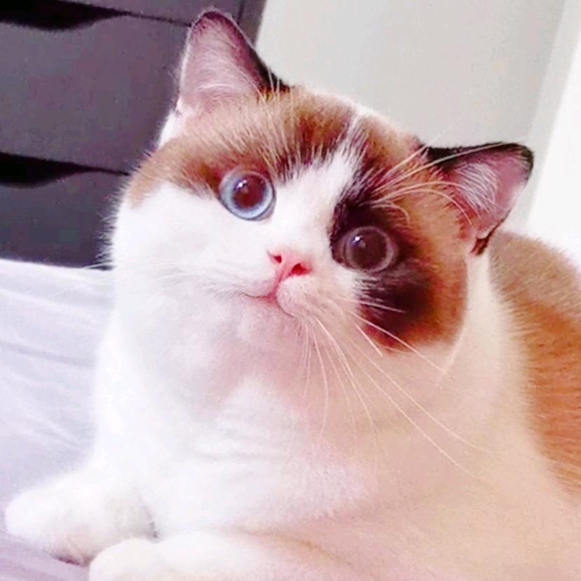 luca小胖子@抖音