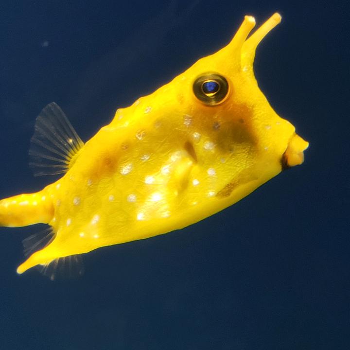 t天涯游子