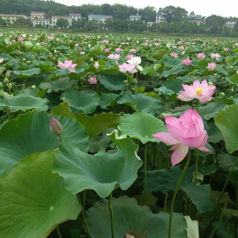阿妹70年的狗