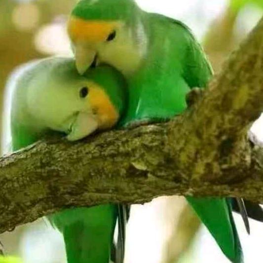 ❤️🌴赵泽山🌴❤️