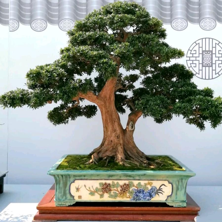 花都松艺园
