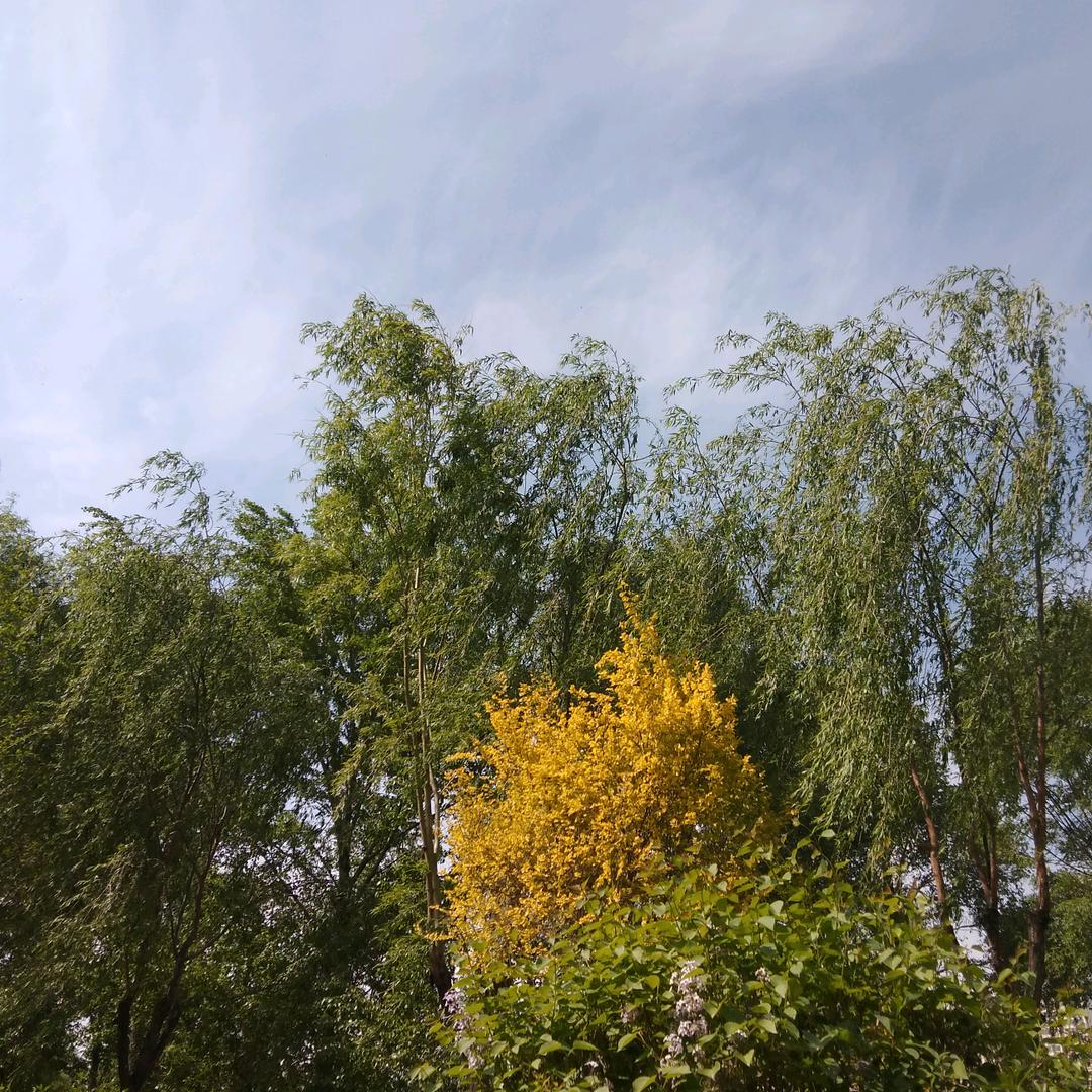 王新
