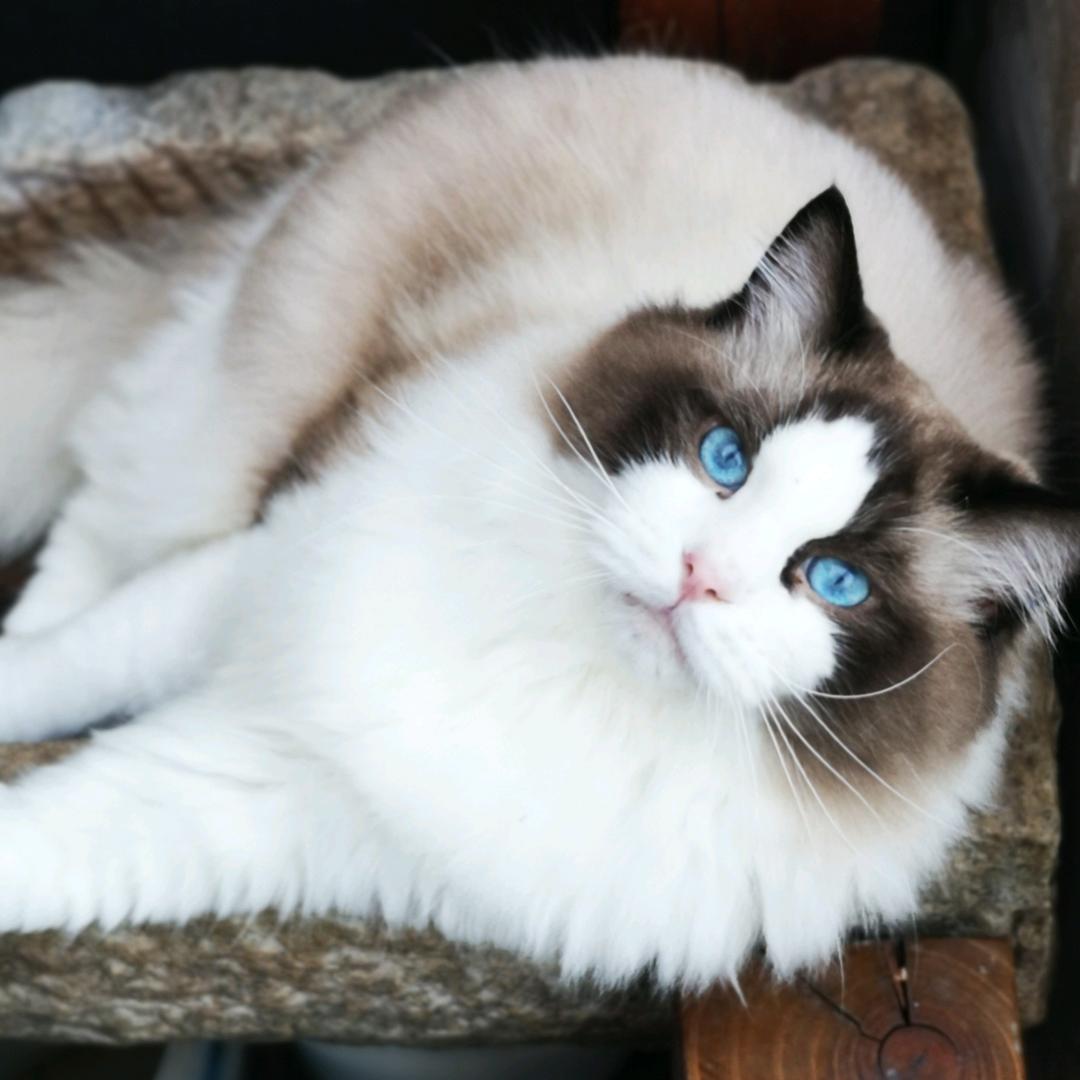 昆明喵喵宠物生活馆