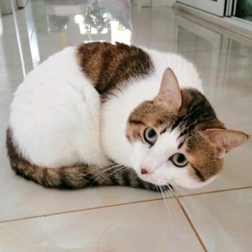 一路是只猫