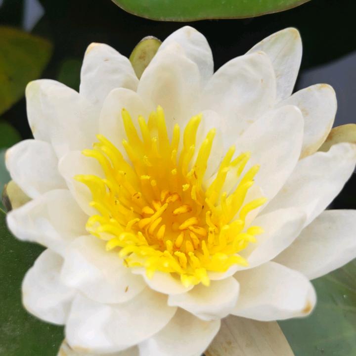 天默