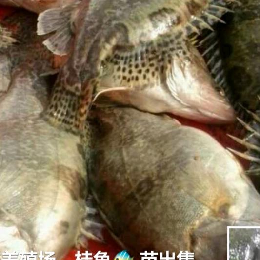 汤沟镇三圩鱼苗场