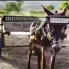 满洲里熊天车灯