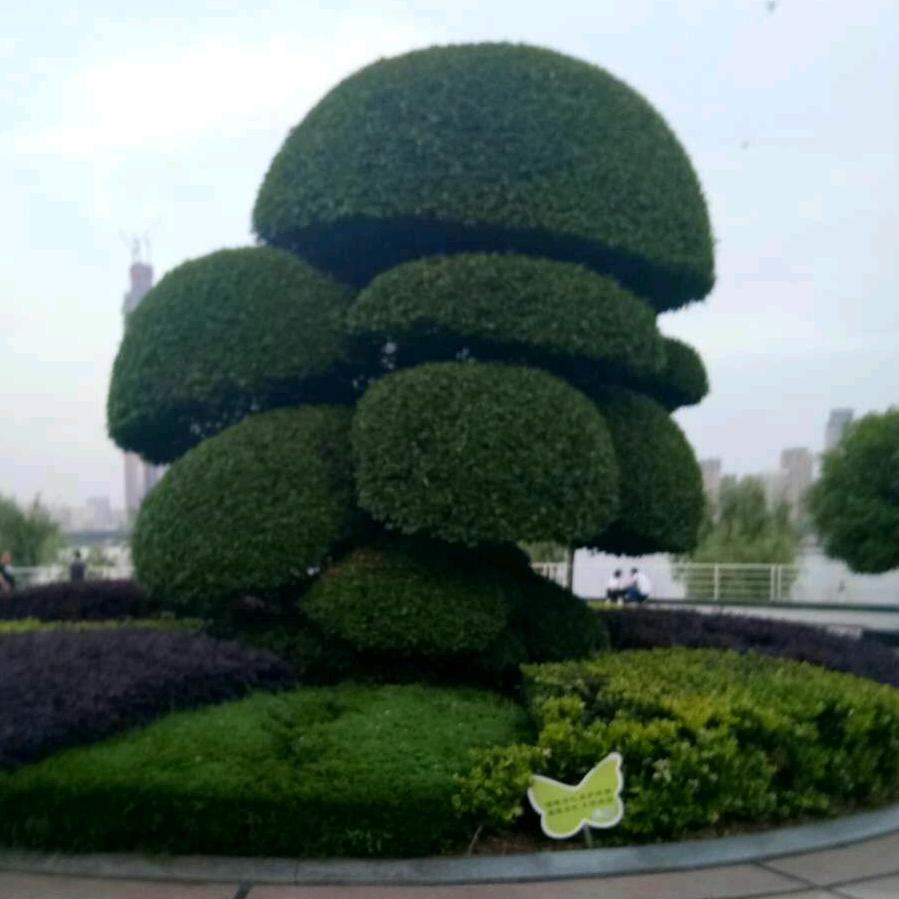 虎哥