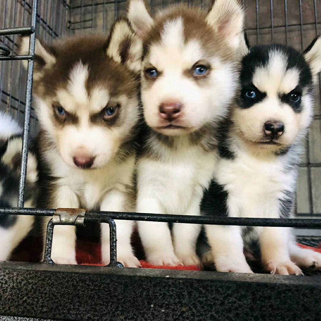 名犬荟萃
