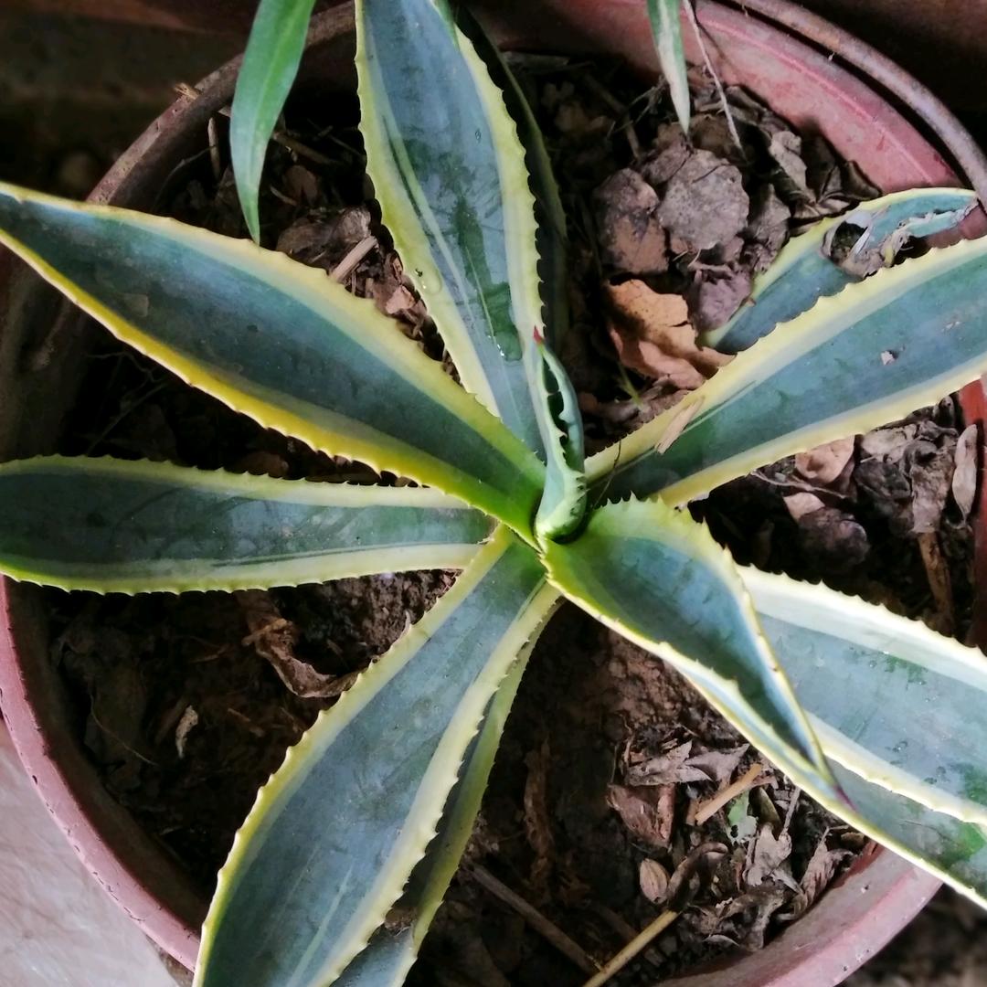 小草