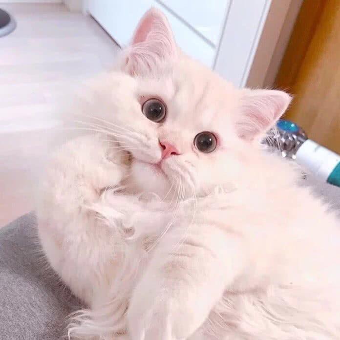 喵殿下