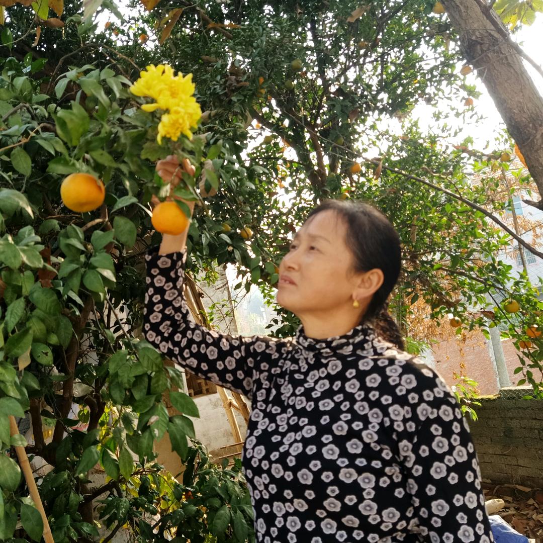 节连