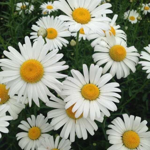 花花小厨
